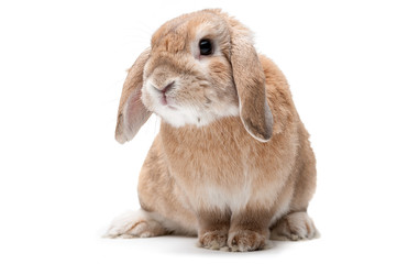 Rabbit on a white background, looking ahead, the breed of dwarf - obrazy, fototapety, plakaty