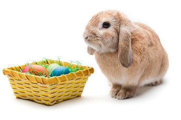 Rabbit on a white background, looking ahead, the breed of dwarf