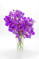 Blue orchid (vanda sansai blue) isolated on white