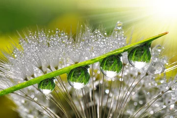 Door stickers Dandelions and water Fresh grass with dew drops close up