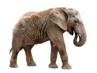 Fototapeta na wymiar Słoń afrykański samodzielnie na białym tle