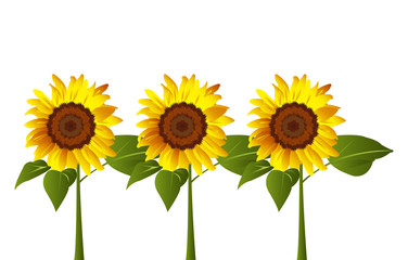 Obraz premium Three sunflowers