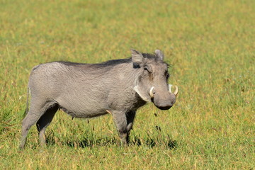 male of warthog,Chobe national park,