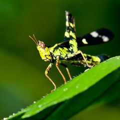  grasshopper