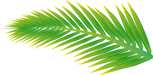 Obraz premium Palmenwedel_2