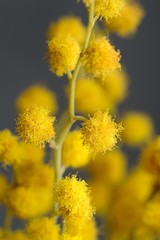 Yellow Acacia (Mimosa) Flowers Close-Up