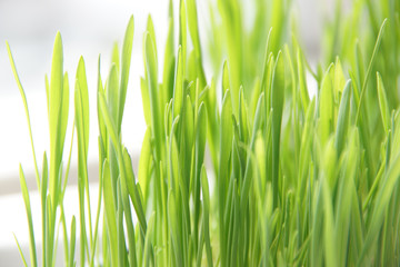 Fototapeta na wymiar green grass on a white background