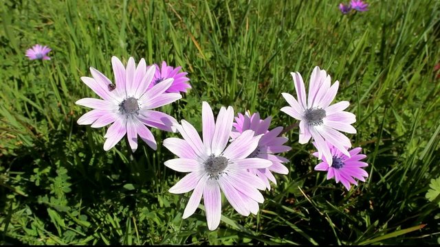 marguerite violette