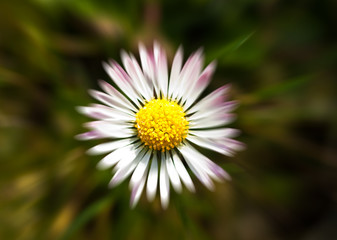Fototapeta premium Daisy macro