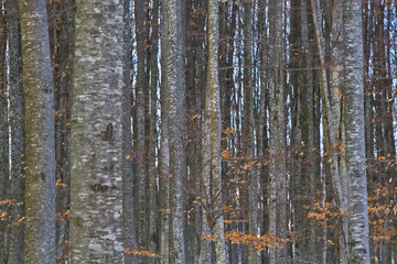 Obraz premium tree trunks in a forest