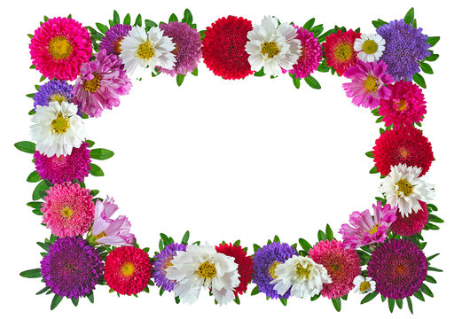 colorful aster floral frame