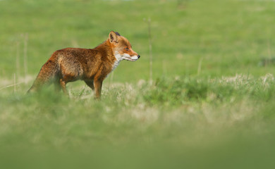 renard en promenade