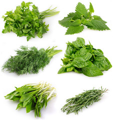 Collection of fresh herbs