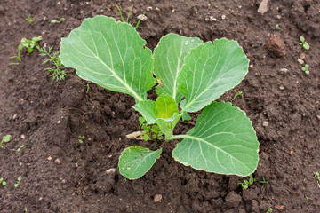 Young cabbage growing in the field