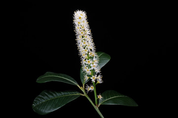 Spring flowers and leaves isolated degrade red-black background