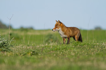 renard en promenade