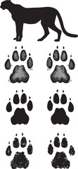 Cheetah track or footprint