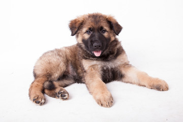 Hellbrauner Schäferhundwelpe