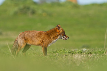 renard aux champs