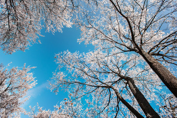 Snow and frost covered locust trees, profiled on bright sky