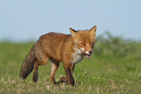 renard en promenade