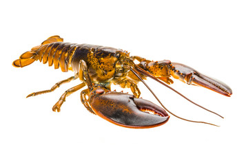 Raw lobster