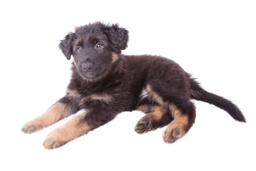 Schäferhundwelpe liegt