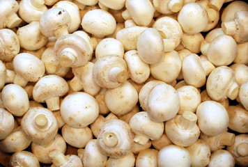 fresh mushrooms
