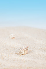 Neat seashell on the sandy beach