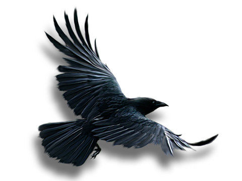 Kr&auml;he