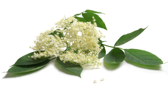 Fresh Sambucus nigra on a white background