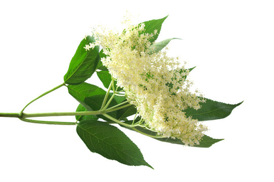 Fresh Sambucus nigra on a white background