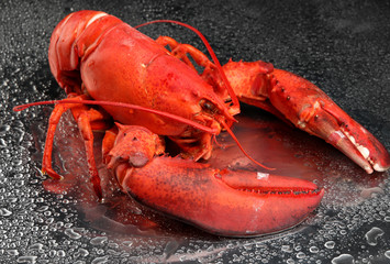 Red lobster on grey background