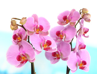 Fototapeta na wymiar Gentle beautiful orchid on natural background