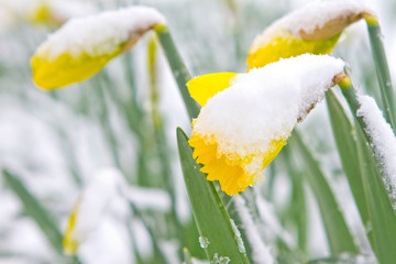 Daffodils in the spring snow