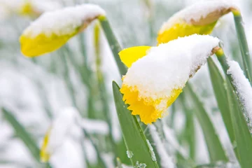 Crédence de cuisine en verre imprimé Narcisse Jonquilles dans la neige de printemps