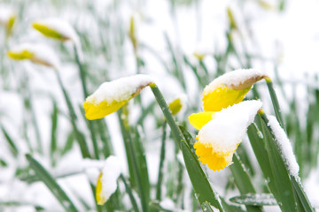Daffodils in the spring snow © smikeymikey1