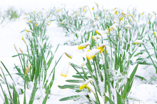 Daffodils in the spring snow