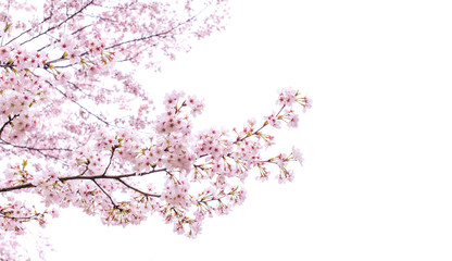 Fototapeta isolated sakura tree obraz