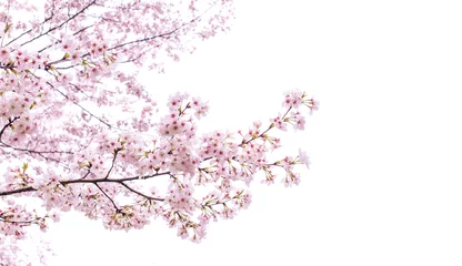 Gordijnen isolated sakura tree © imphilip