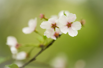 Obraz na płótnie Canvas sakura flower