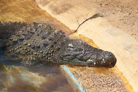 Crocodile in park at Tenerife Canary