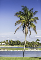 Palm trees by green lawn resort in Naples, Florida