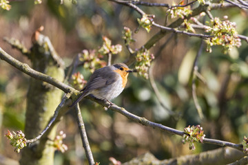 Rotkehlchen (Erithacus rubecula)