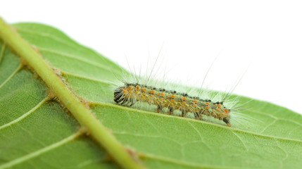 Low point of view on crawling caterpillar