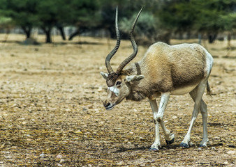 Arabian oryx (Oryx leucoryx) in Israeli nature reserve