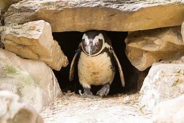 Plexiglas foto achterwand African penguins © michaklootwijk