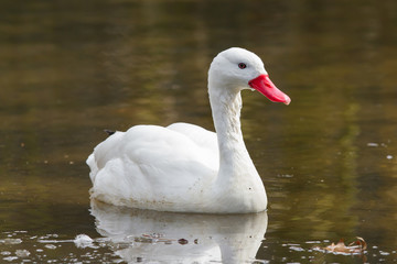 The Coscoroba Swan