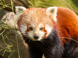 Obraz premium The Red Panda, Firefox or Lesser Panda