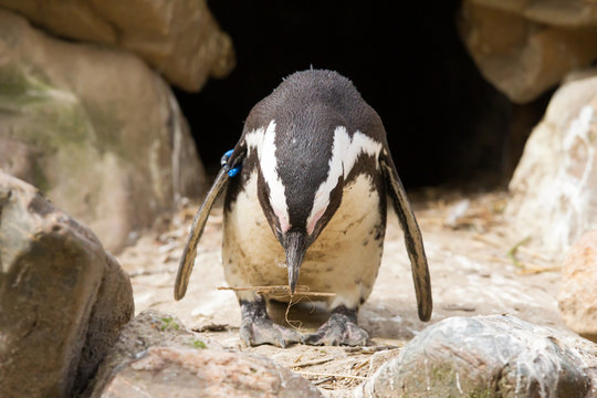 African penguin collecting nesting material